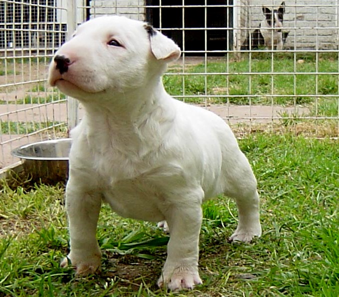 dog from next friday dog from next friday